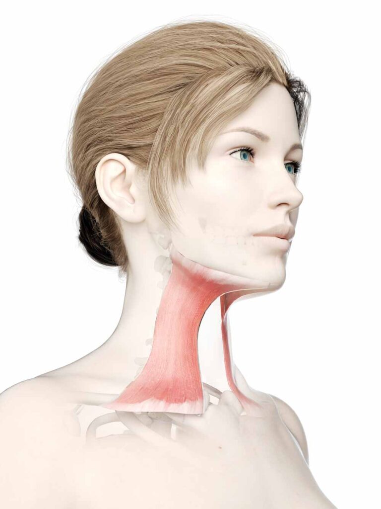 Platysma Muscle